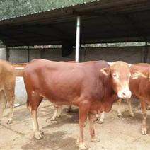 鲁西黄牛犊改良黄牛杂交肉牛包运输货到付款
