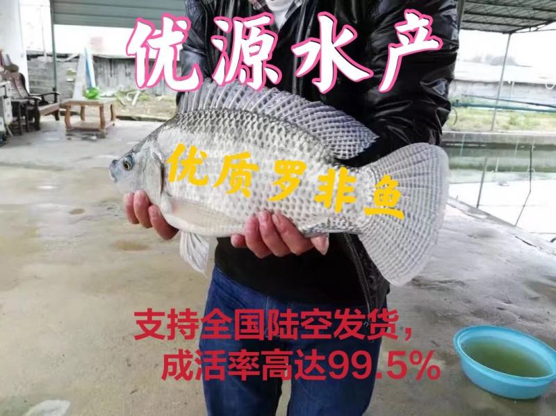 【脆肉罗非鱼】新吉富、海南一号、宝路罗非苗、苏丹一号