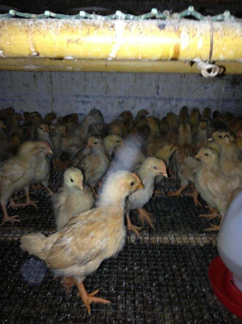 快大型三黄鸡苗，成品鸡可达9到11斤，公鸡养殖140天