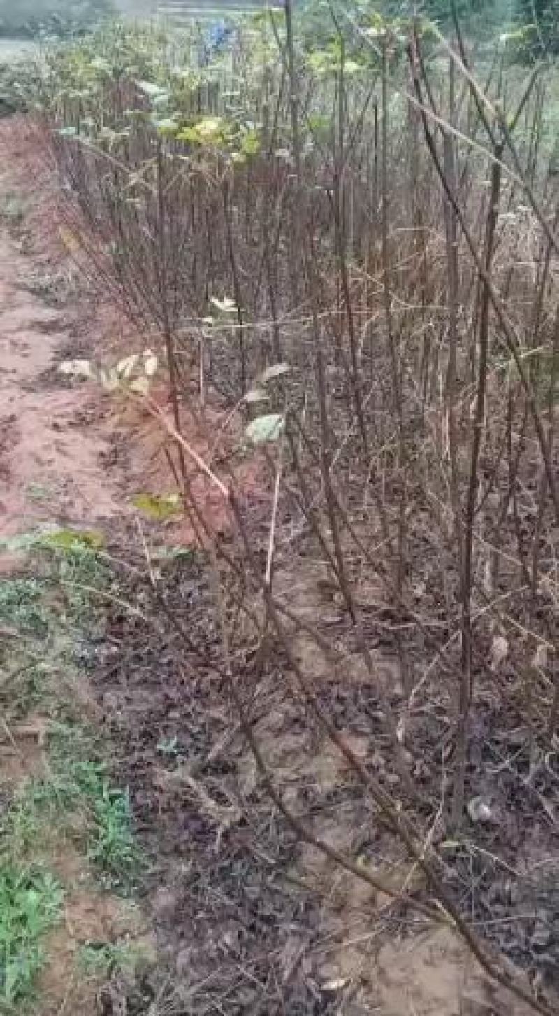 中国江西正宗中花吴茱萸苗扦插大小苗便宜卖了