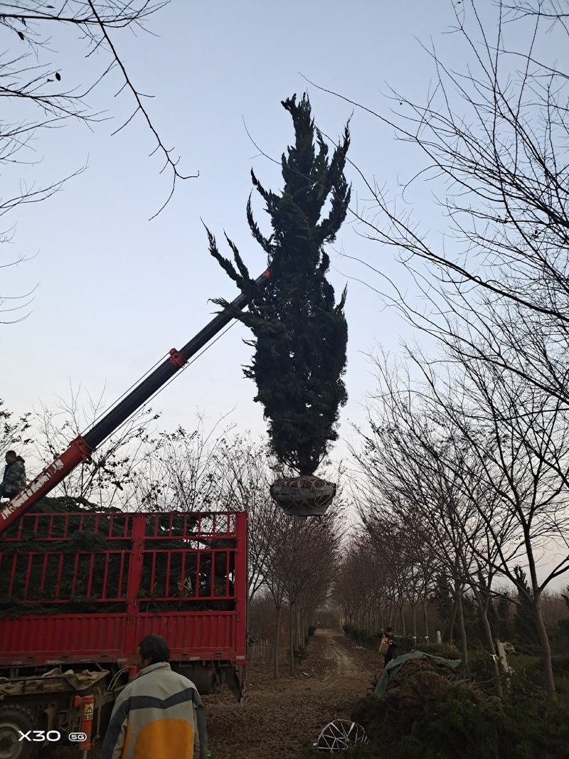清明墓地松柏陵园长青松树形优美四季长青