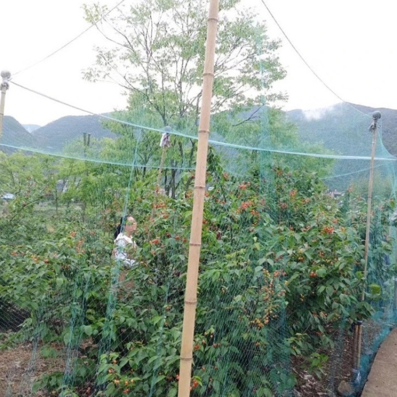 养鸡网拦鸡网围网养殖网菜园网山鸡网防鸟网天网