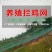 养鸡网拦鸡网围网养殖网菜园网山鸡网防鸟网天网