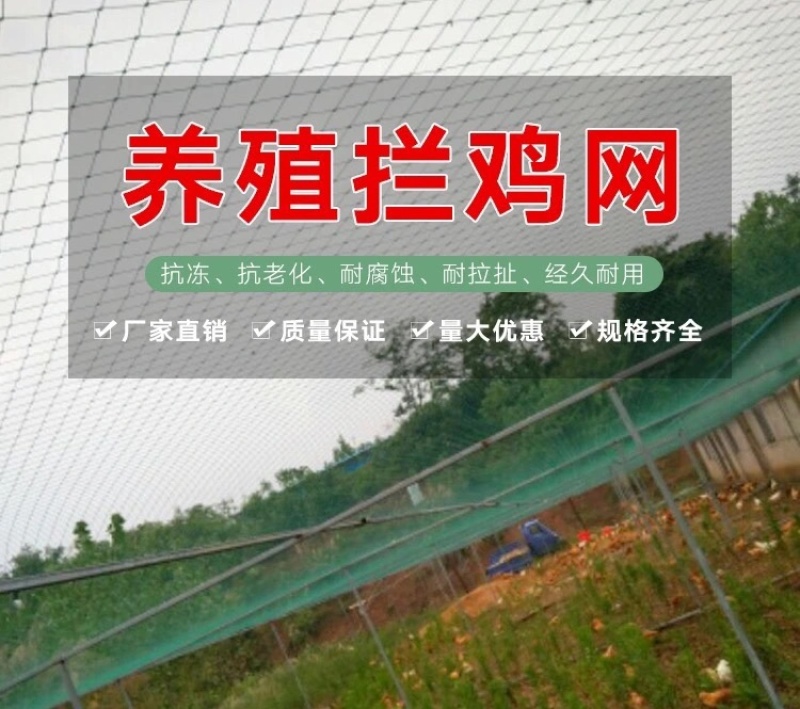 养鸡网拦鸡网围网养殖网菜园网山鸡网防鸟网天网