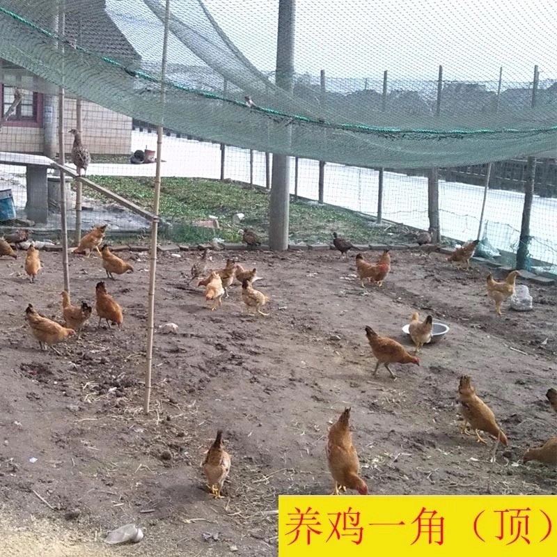 养鸡网拦鸡网围网养殖网菜园网山鸡网防鸟网天网