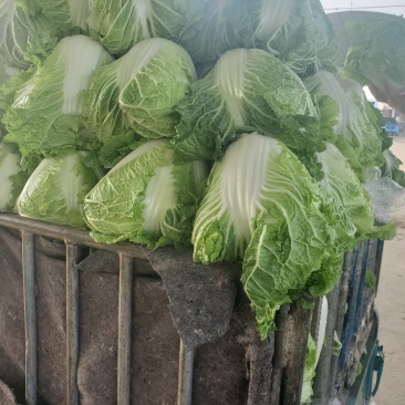 大白菜，通许库存新乡小包大白菜，产地直发，一手货源