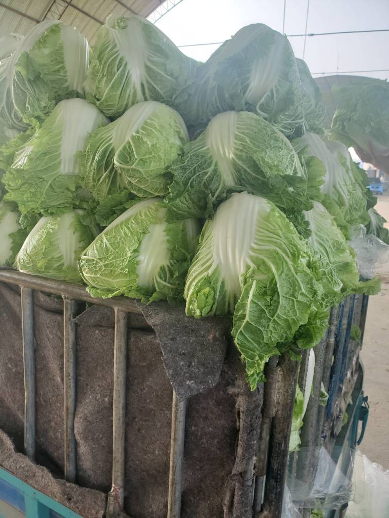 大白菜，通许库存新乡小包大白菜，产地直发，一手货源