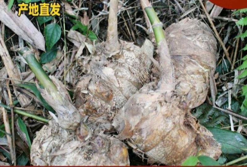 麻竹苗竹头苗竹篼苗竹兜苗甜竹苗广东英德麻竹笋之乡
