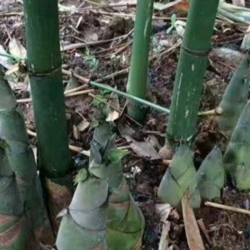 麻竹苗竹头苗竹篼苗竹兜苗甜竹苗广东英德麻竹笋之乡
