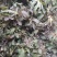 秋季鲜苦菜苦碟子，产地一手货源批发，现挖野生特菜带根去干