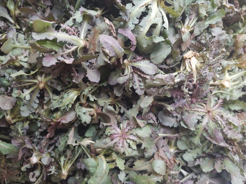 秋季鲜苦菜苦碟子，产地一手货源批发，现挖野生特菜带根去干