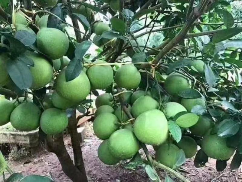 泰国红宝石柚子苗营养杯苗带土发货