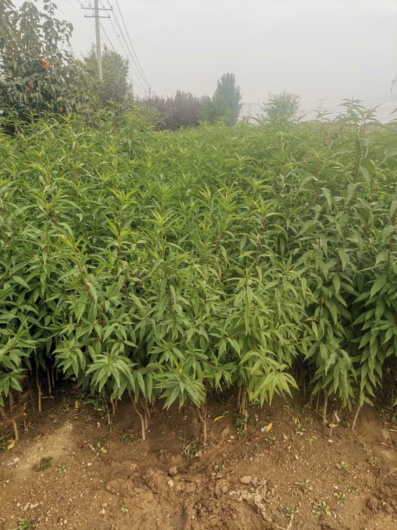 冬桃树苗/冬桃苗/冬桃品种介绍/冬桃树苗价格多少钱