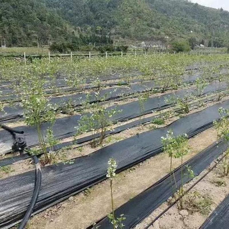 除草布盖草布厂家，抑草布，果园茶园防草布PE全新料防草布
