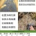 银黑双色反光地膜农用塑料薄膜黑白地膜果树蔬菜覆盖除草保温
