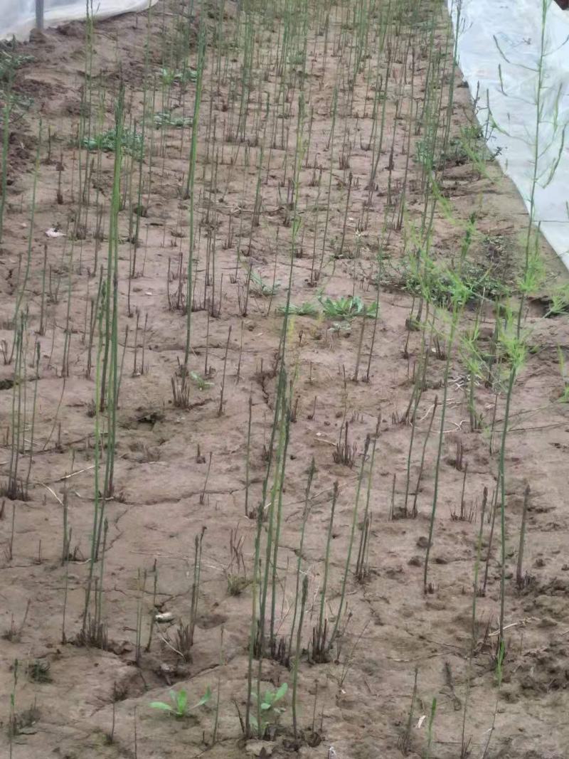 绿色2年芦笋苗基地直发四季种植蔬菜花卉绿植阳台盆栽