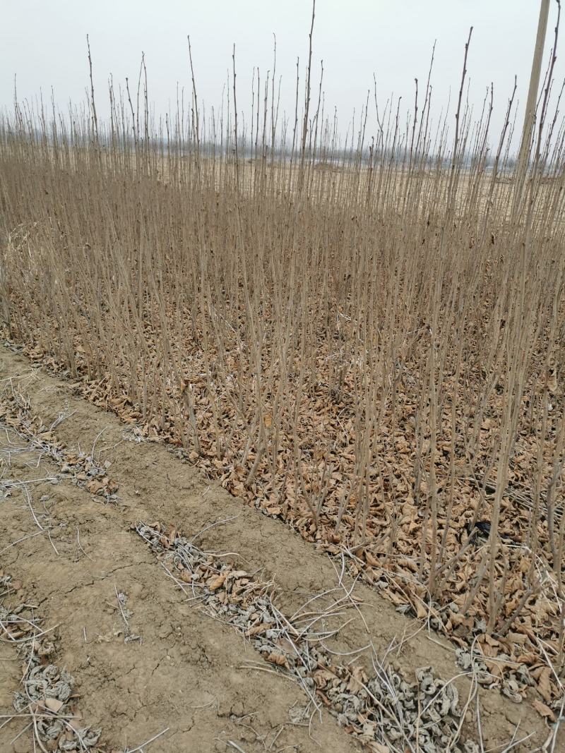 大榛子二年苗，根系完整，有分支