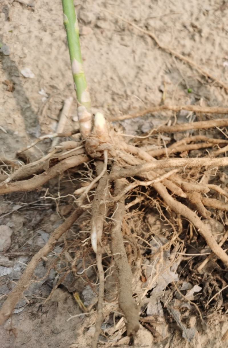 绿色2年芦笋苗基地直发四季种植蔬菜花卉绿植阳台盆栽