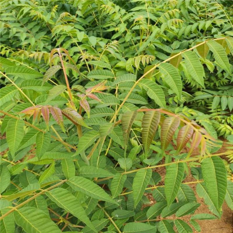红油香椿苗/红油香椿树苗/红油香椿树苗价格多少钱