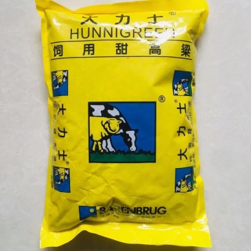 大力士饲用甜高粱牛羊鹅鱼高产牧草青贮种子饲用甜高粱种子