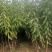 中油4号桃树苗/中油4号桃苗/中油4号桃树苗价格多少钱