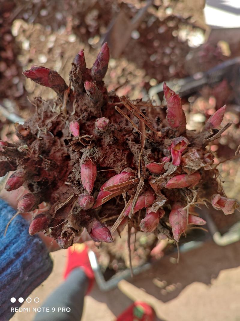芍药花苗庭院花卉四季开花牡丹花根易活芍药根块带芽发货