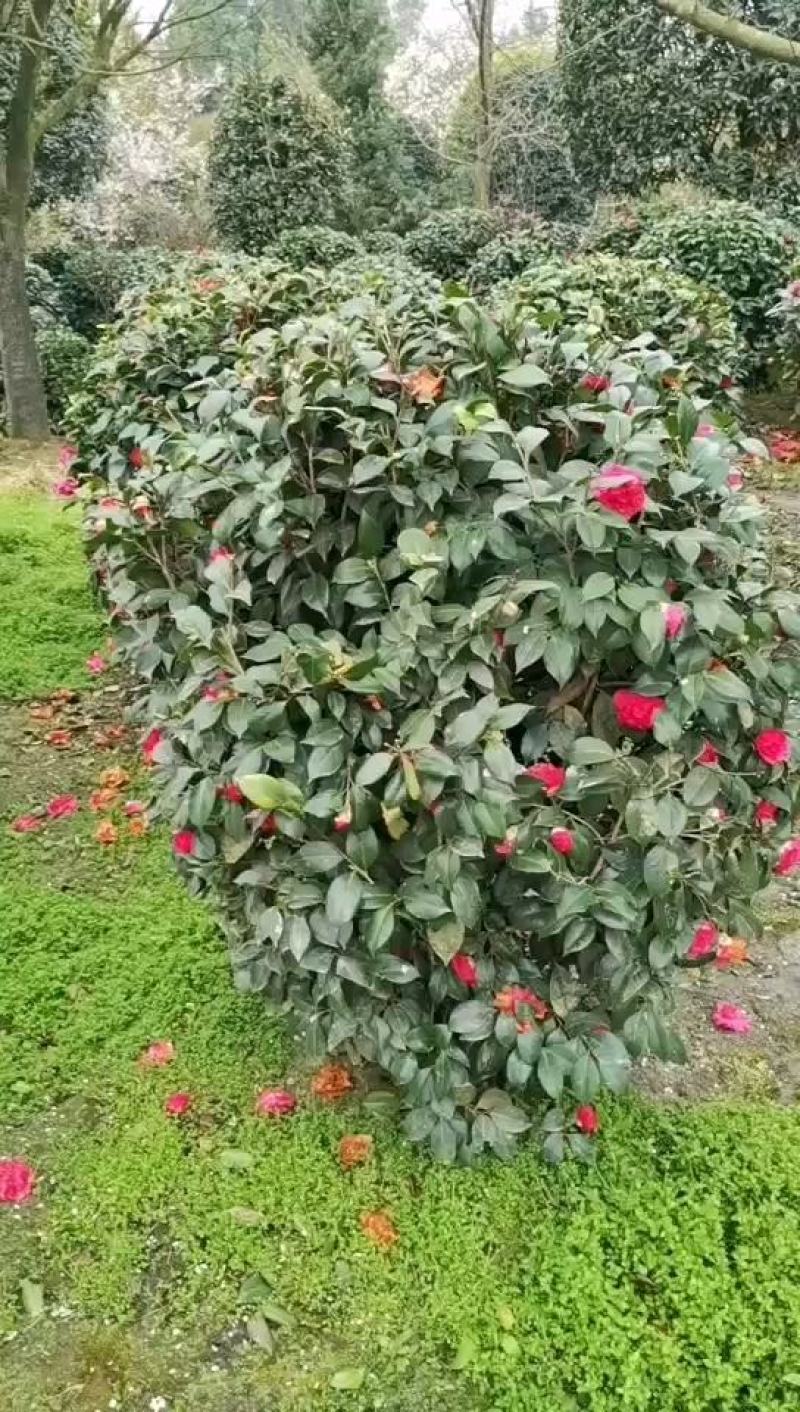 基地直销茶梅工程苗，茶梅球，茶花工程苗，茶花球各规格齐全