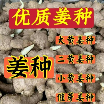 贵州【368高产脱毒姜种】亩产过万，专业技术指导全国发货