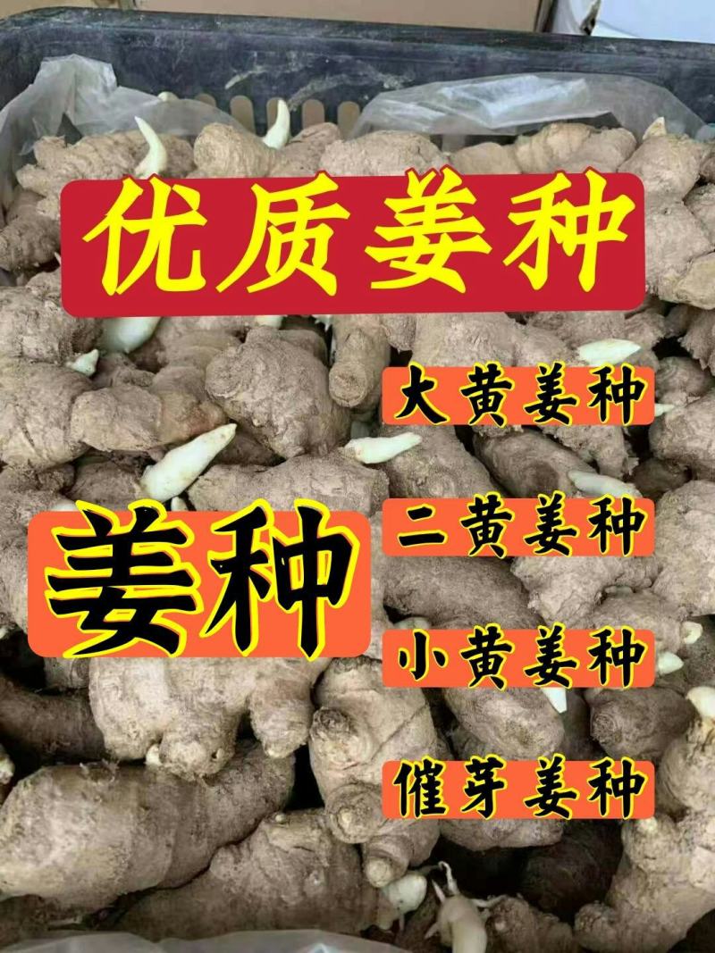 贵州【368高产脱毒姜种】亩产过万，专业技术指导全国发货