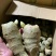 贵州【368高产脱毒姜种】亩产过万，专业技术指导全国发货