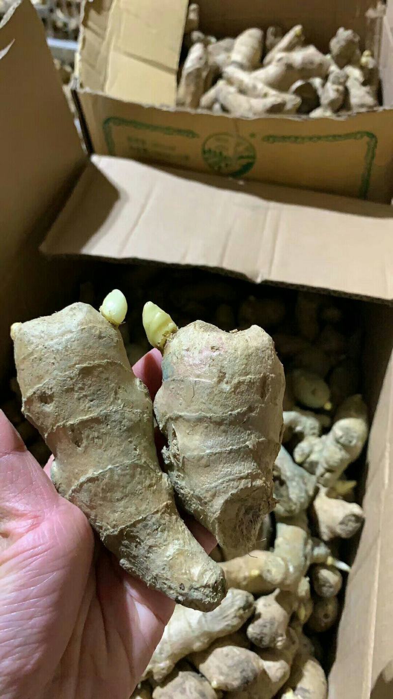 江西【368高产脱毒姜种】亩产过万，专业技术指导全国发货