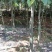 云南樱花全冠自己家的基地价格优惠20000棵左右