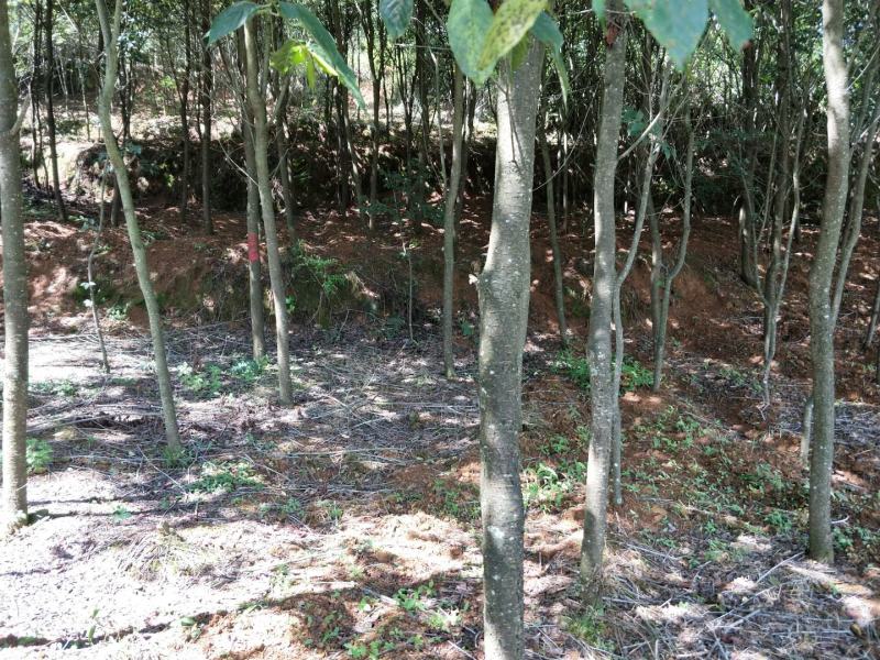 云南樱花全冠自己家的基地价格优惠20000棵左右