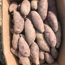 小花叶紫罗兰红薯原产地大量上市出货中鲜货质量好价格低