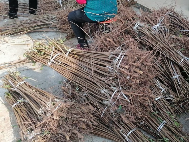 新品红肉冰糖李子苗，甜度可达18，自花授粉，着果率高