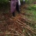 新品红肉冰糖李子苗，甜度可达18，自花授粉，着果率高