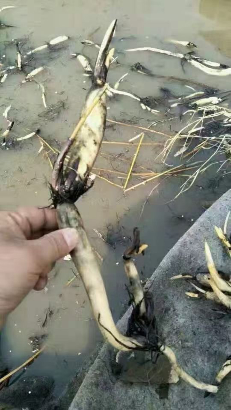 荷花苗，藕苗，红莲、太空莲野生荷花苗