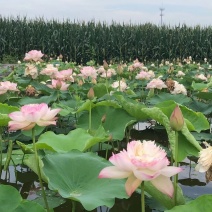 荷花苗，藕苗，红莲、太空莲野生荷花苗