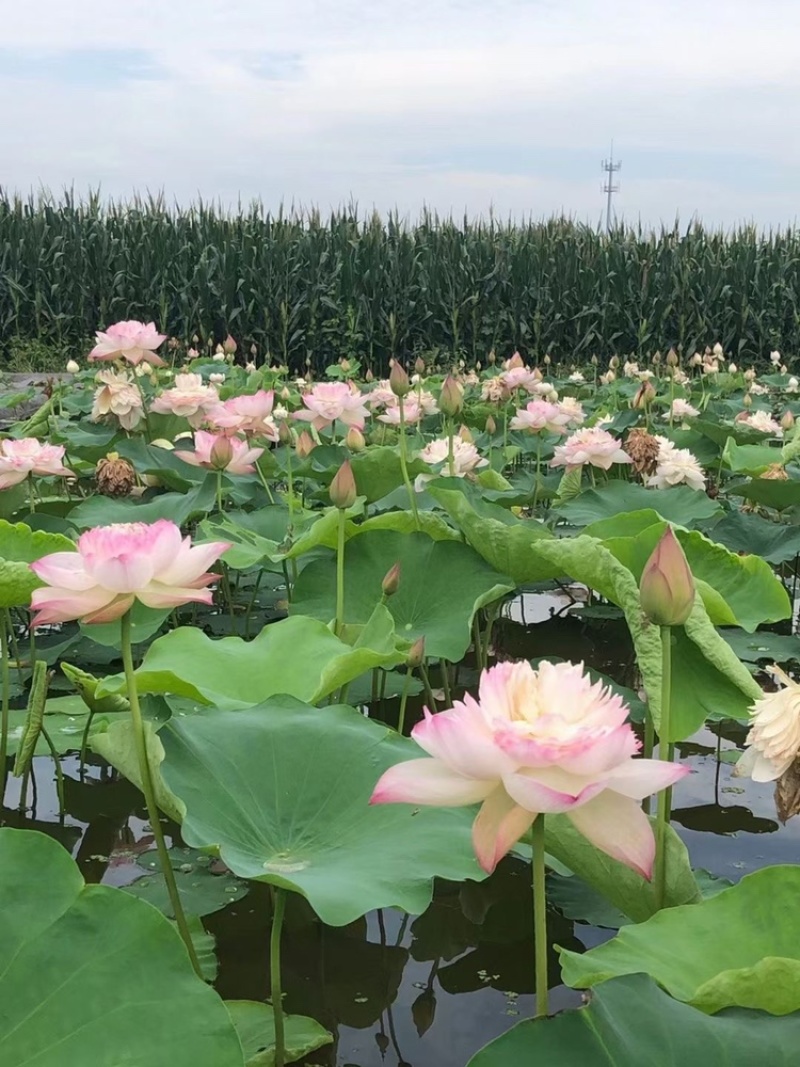 荷花苗，藕苗，红莲、太空莲野生荷花苗