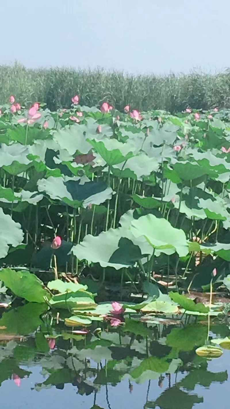 荷花苗，藕苗，红莲、太空莲野生荷花苗