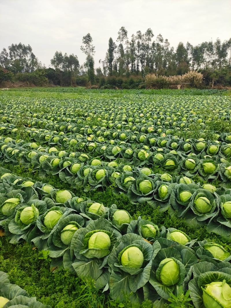 福建漳州甘蓝圆包菜特价销售量大从优个头均匀全国销售