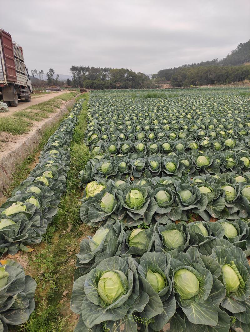 福建漳州甘蓝圆包菜特价销售量大从优个头均匀全国销售