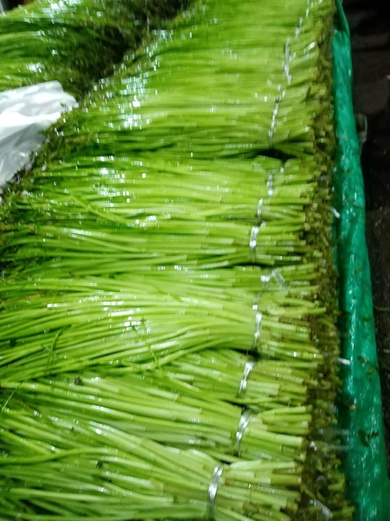 水芹，水芹菜，扬州长白芹，香芹，净芹，光水芹，
