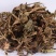 蓝布正水杨梅追风七货好量大要多了有优惠代抓各种药方
