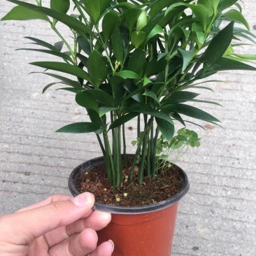 精品四季平安竹柏，10至12枝，有驱蚊效果。