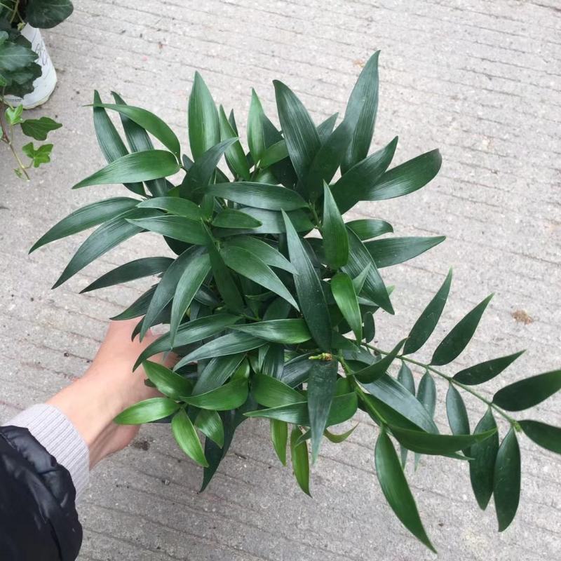 精品四季平安竹柏，10至12枝，有驱蚊效果。