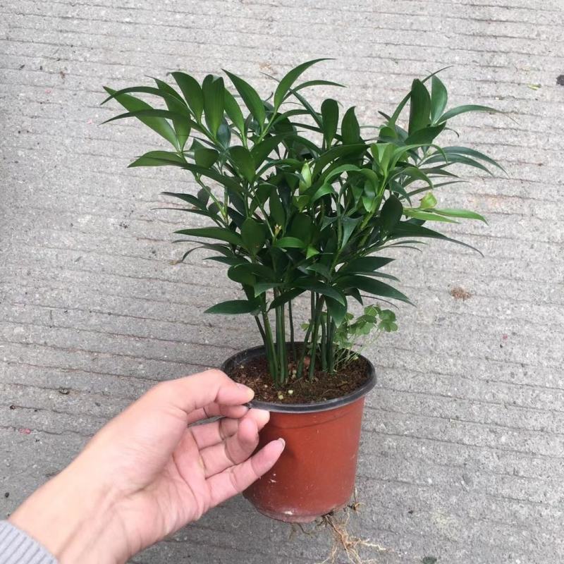 精品四季平安竹柏，10至12枝，有驱蚊效果。