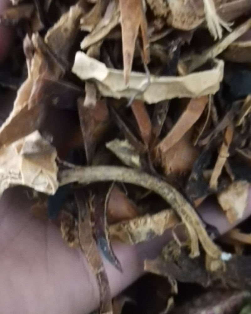 瓜蒌皮大片瓜蒌整个瓜蒌个子带籽瓜蒌片子无硫新货