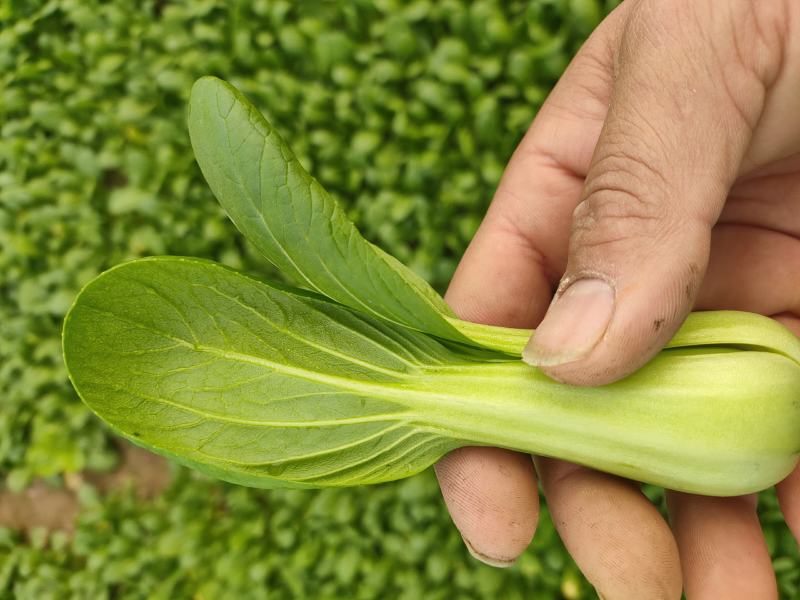 【商家推荐】精品上海青，山东曹县油菜，质量保证，价格低廉
