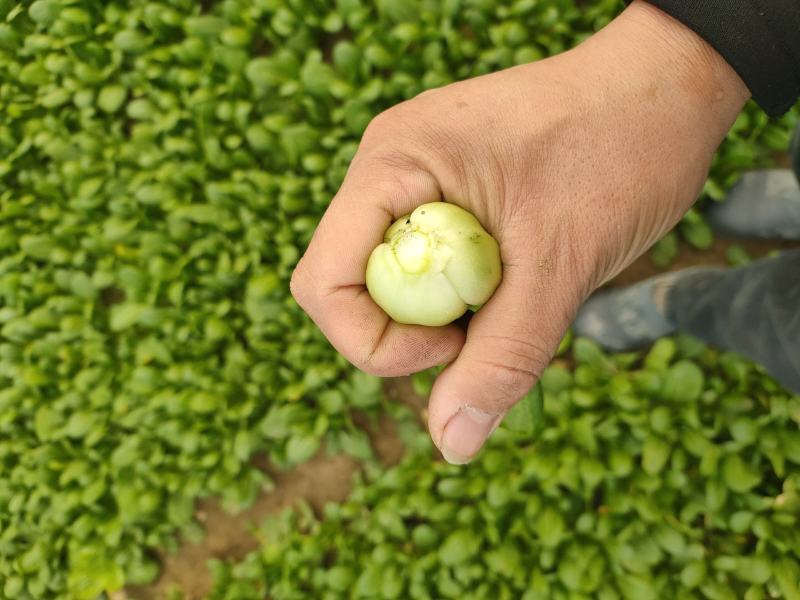 【商家推荐】精品上海青，山东曹县油菜，质量保证，价格低廉